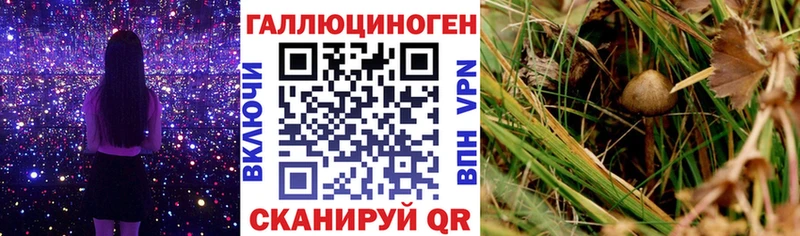 Галлюциногенные грибы Psilocybe Вуктыл